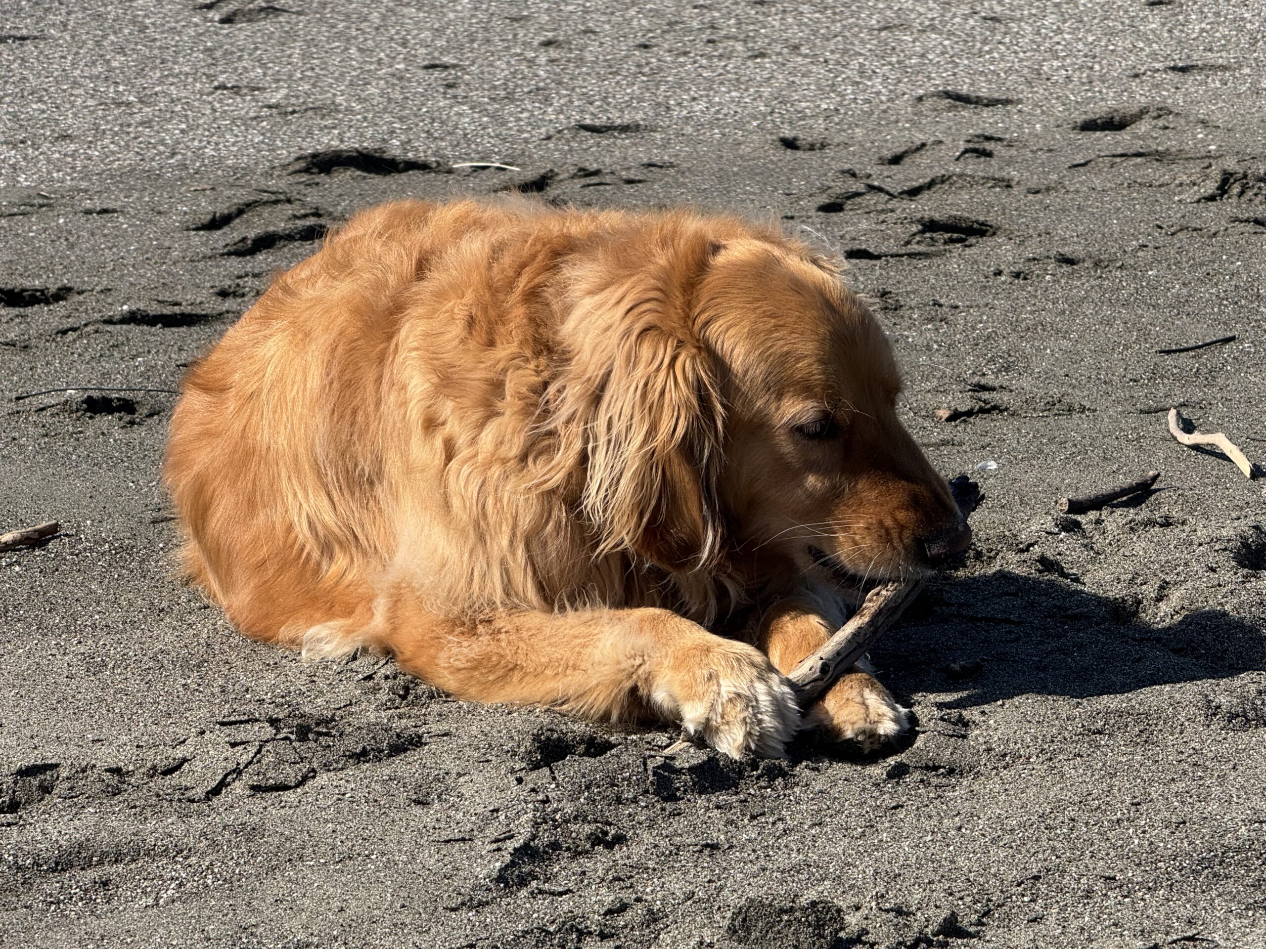 Jackson on the beach